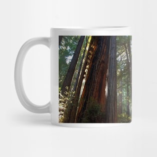 Redwoods Mug